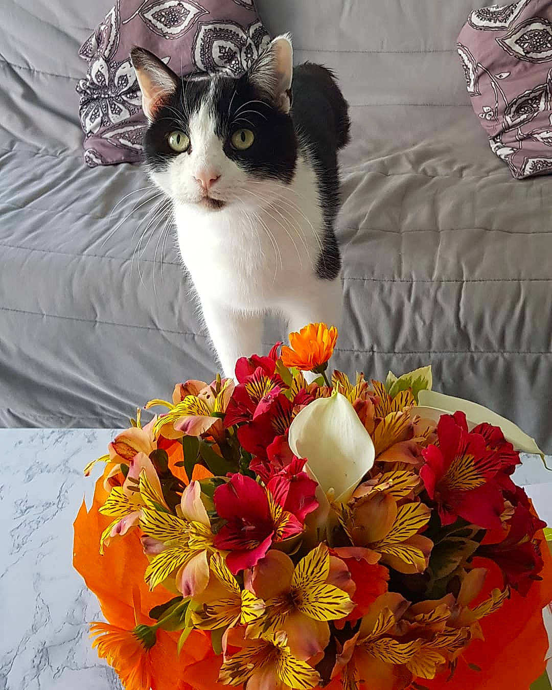 Caramel participe au concours pour gagner de l'argent avec cette photo : art, artificial_flower, bouquet, carnivore, cat, centrepiece, cut_flowers, felidae, floral_design, floristry, flower, flower_arranging, herbaceous_plant, petal, plant, small_to_medium_sized_cats, whiskers, wildflower