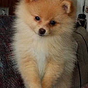 Lyla is registered to the contest to win money with this photo: dog, puppy, pomeranian, fluffy, cute, indoor, pet, animal, small_dog, furry, brown, white, face, ears, paws, couch, home, curious, portrait, closeup