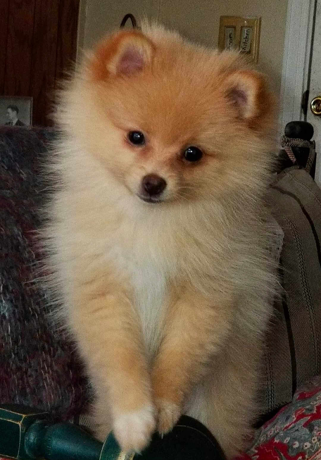 Lyla