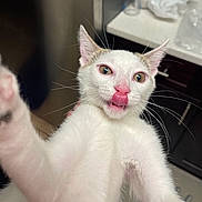 Mickey joined the competition — help win amazing prizes! animal, cat, closeup, curious, cute, domestic, funny_expression, fur, household, indoor, kitchen, mischievous, pet, pink_nose, playful, selfie_style, tongue_out, whiskers, white_cat, young_cat