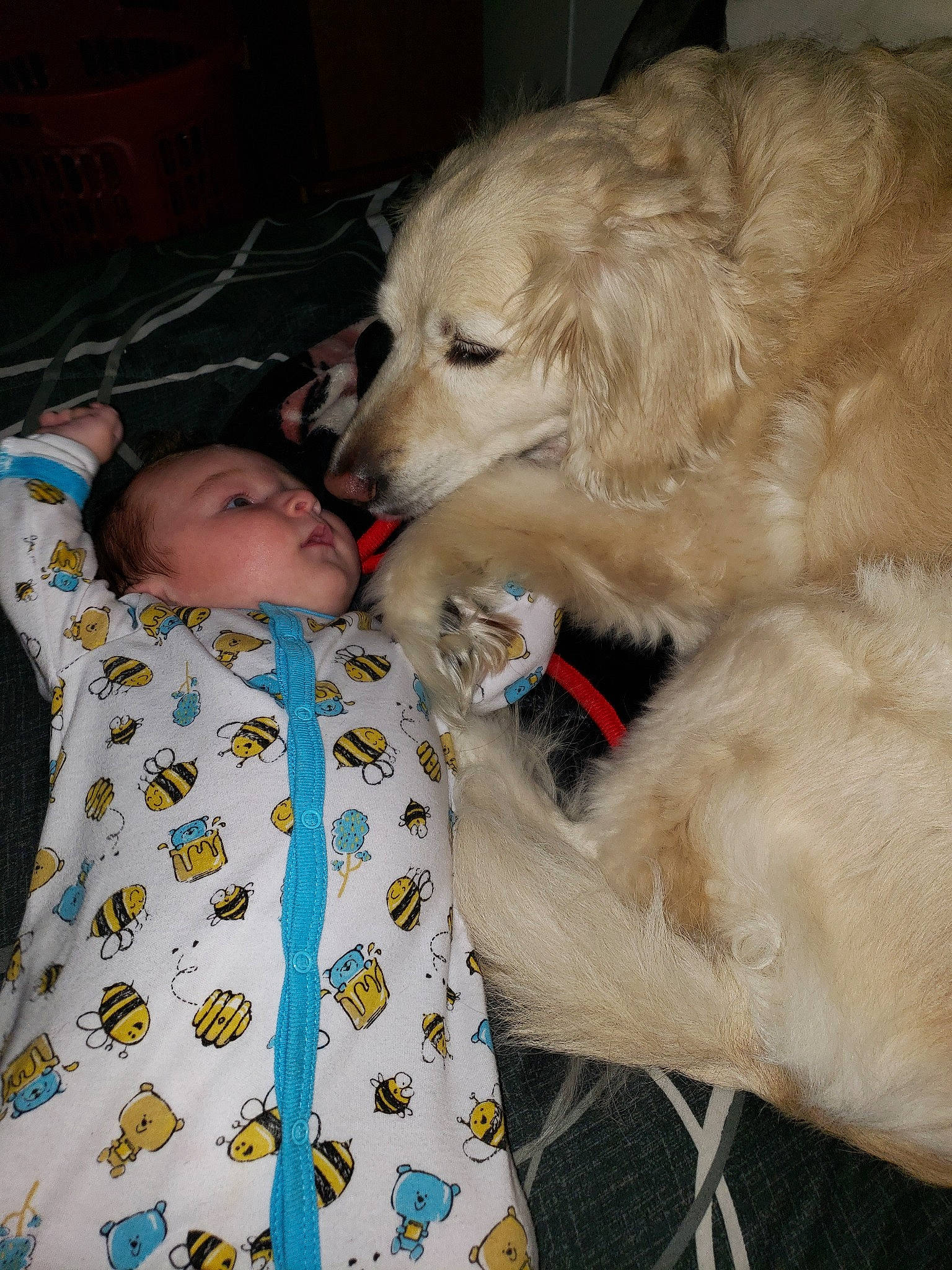 Zayne is registered to the contest to win money with this photo: canidae, carnivore, child, companion_dog, dog, dog_breed, fur, golden_retriever, great_pyrenees, kuvasz, livestock_guardian_dog, mammal, maremma_sheepdog, mucuchies, person, polish_tatra_sheepdog, puppy, puppy_love, retriever, slovak_cuvac