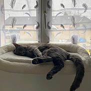 Velours a rejoint le concours — aidez-le/la à gagner de superbes lots ! cat, sleeping, gray_cat, window, curtains, feather_pattern, cat_bed, cozy, indoor, pet, relaxing, feline, fur, tail, resting, home, natural_light, quiet, comfortable, domestic_animal