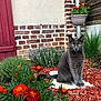 cat, gray_cat, yellow_eyes, flower, red_flower, garden, mulch, brick_wall, stone, plant, greenery, outdoor, pet, animal, nature, sitting, feline, leaf, shrub, yard