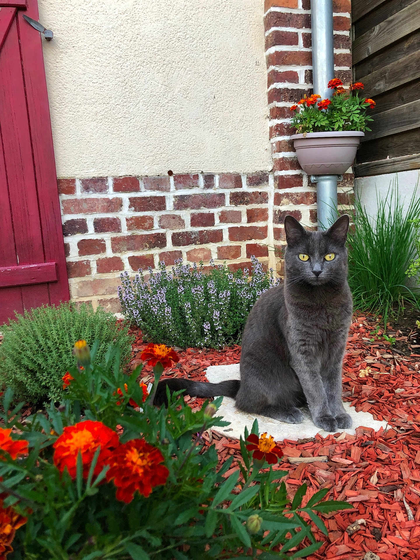 Velours participe au concours pour gagner de l'argent avec cette photo : cat, gray_cat, yellow_eyes, flower, red_flower, garden, mulch, brick_wall, stone, plant, greenery, outdoor, pet, animal, nature, sitting, feline, leaf, shrub, yard