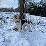 Sissi participe au concours pour gagner de l'argent avec cette photo : animal, black, brown, canine, cold, dog, field, fur, grass, landscape, leafless_tree, nature, outdoor, pet, playful, sky, snow, tree, white, winter
