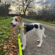Sissi participe au concours pour gagner de l'argent avec cette photo : animal, autumn, black_and_white, brown, canine, cloudy_sky, collar, dog, fur, grass, leash, leaves, nature, outdoor, path, pet, road, rural, trees, walking