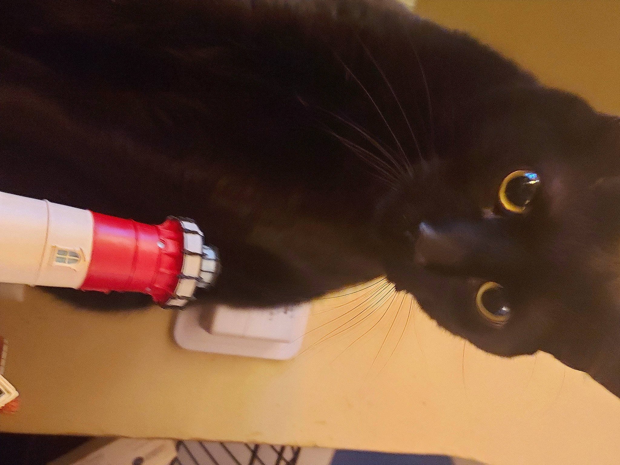 Midnight Jasper is registered to the contest to win money with this photo: black_cat, bombay, cable, carmine, carnivore, cat, cylinder, domestic_short_haired_cat, electrical_supply, electrical_wiring, felidae, fur, gas, machine, small_to_medium_sized_cats, tail, whiskers, wire