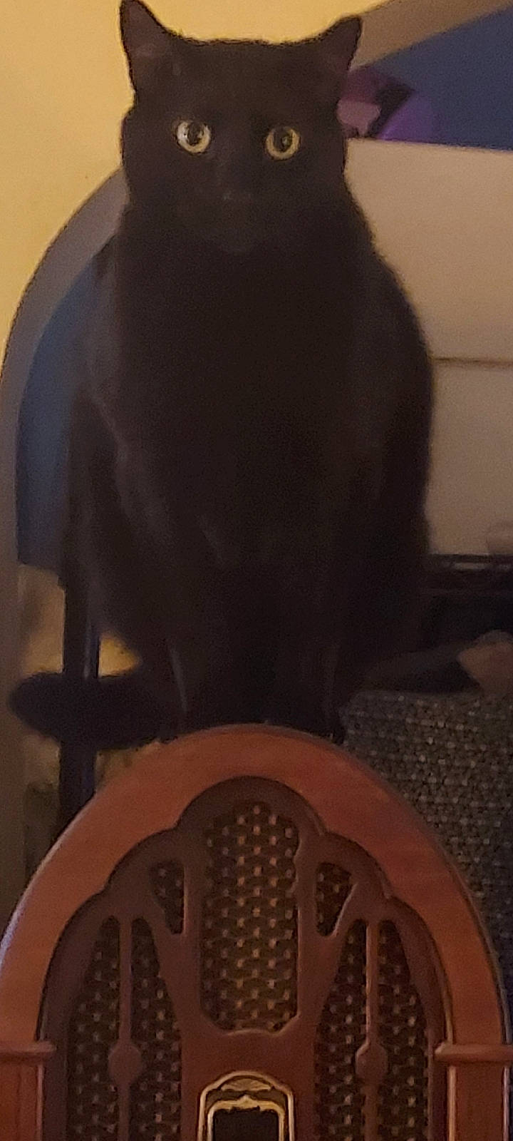 Midnight Jasper is registered to the contest to win money with this photo: audio_equipment, automotive_tire, automotive_wheel_system, carmine, circle, darkness, felidae, flooring, fur, personal_protective_equipment, room, shadow, small_to_medium_sized_cats, snout, tail, whiskers, wood