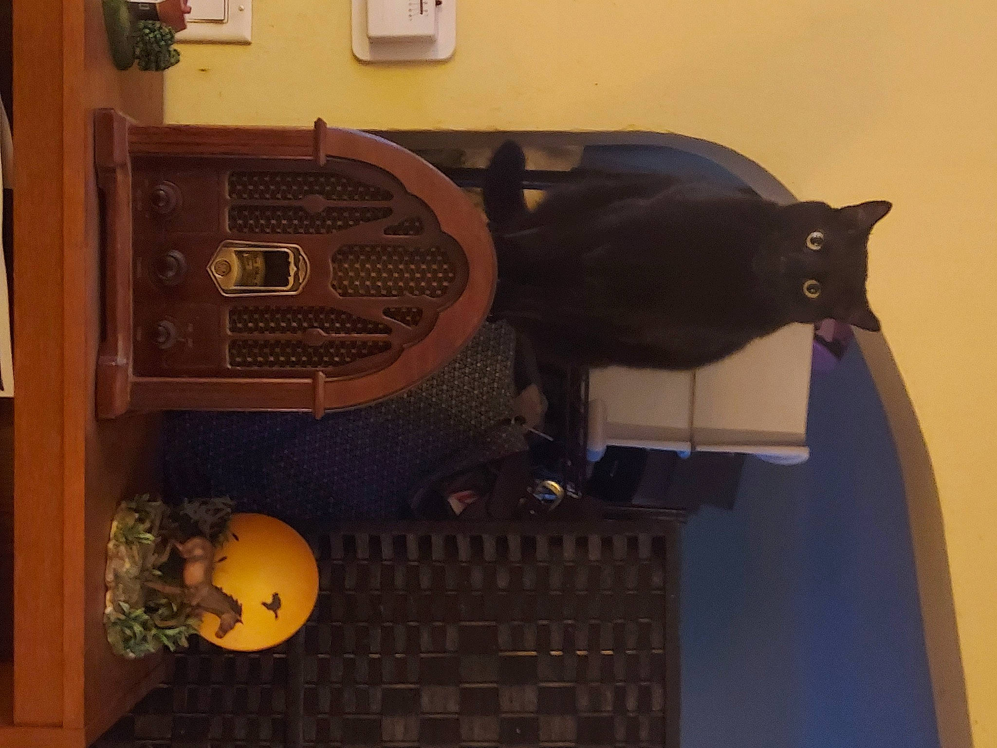 Midnight Jasper is registered to the contest to win money with this photo: building, cat, felidae, hardwood, machine, musical_instrument, room, small_to_medium_sized_cats, wood