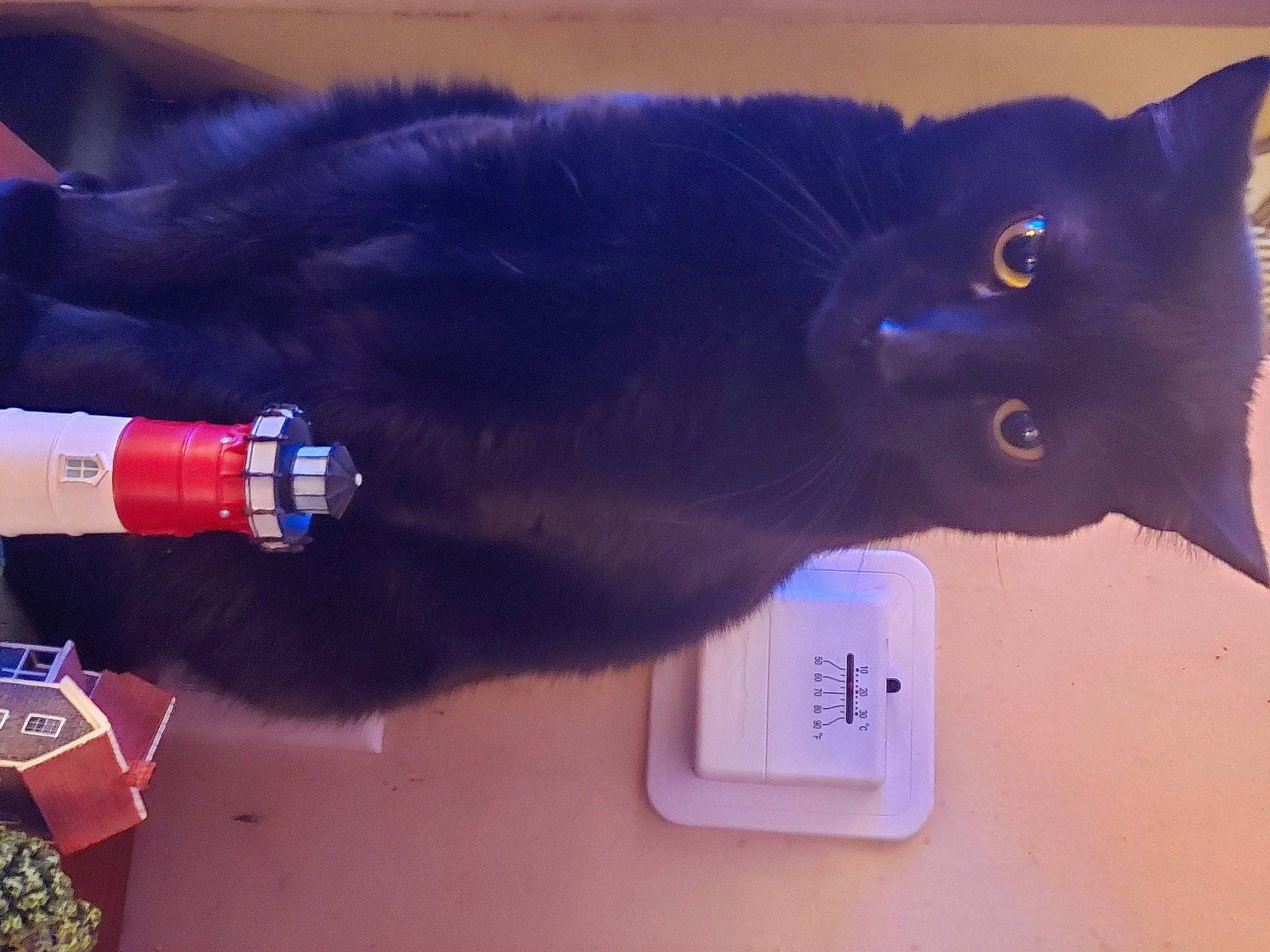 Midnight Jasper is registered to the contest to win money with this photo: black_cat, bombay, bottle, carmine, carnivore, cat, drink, electric_blue, felidae, fluid, fur, plastic_bottle, small_to_medium_sized_cats, snout, tail, whiskers