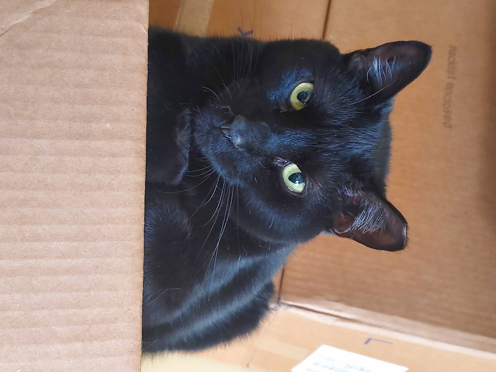 Midnight Jasper joined the competition — help win amazing prizes! black_cat, bombay, carnivore, cat, claw, domestic_short_haired_cat, eye, felidae, fur, hardwood, head, mammal, rectangle, small_to_medium_sized_cats, snout, tail, terrestrial_animal, vertebrate, whiskers, wood