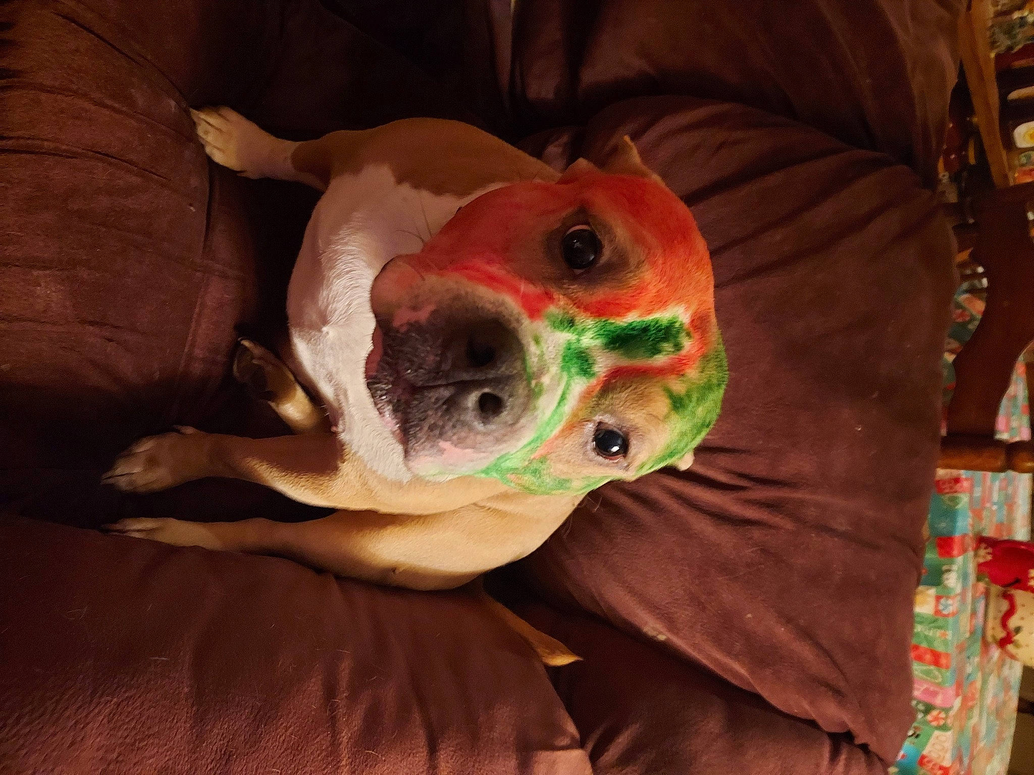 Roxy is registered to the contest to win money with this photo: bone, canidae, carnivore, comfort, companion_dog, dog, dog_breed, ear, eye, fawn, head, human_body, jaw, personal_protective_equipment, snout, sporting_group, sunglasses, whiskers, wood, working_animal