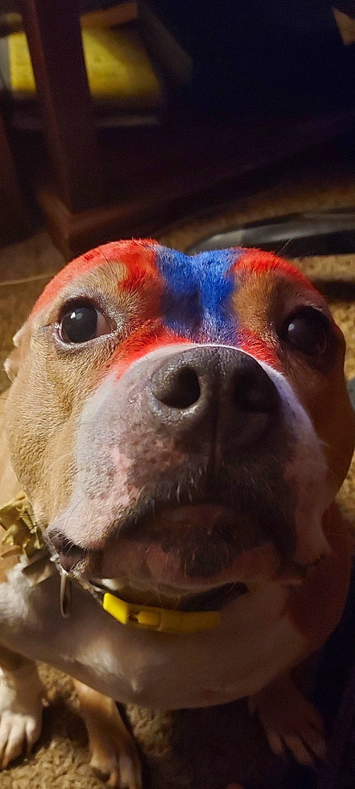 Roxy is registered to the contest to win money with this photo: carnivore, collar, companion_dog, dog, dog_breed, dog_collar, ear, eye, fawn, head, iris, jaw, liver, mammal, pet_supply, snout, sporting_group, vertebrate, whiskers, working_animal