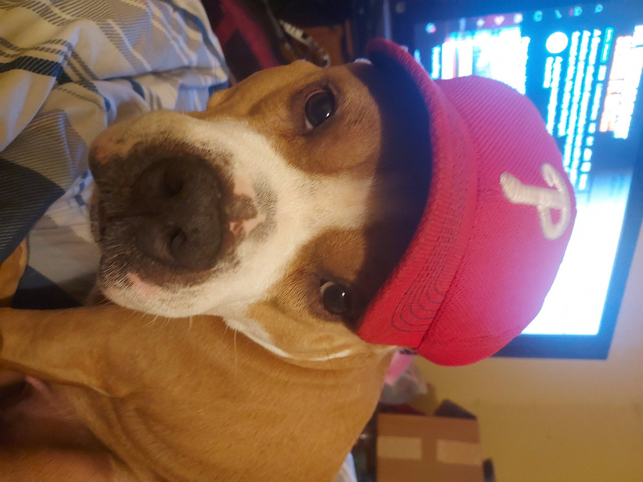 Roxy is registered to the contest to win money with this photo: beagle, canidae, carnivore, collar, companion_dog, dog, dog_breed, dog_supply, ear, fawn, finnish_hound, hound, pet_supply, puppy, puppy_love, scent_hound, selfie, snout, sporting_group, working_animal