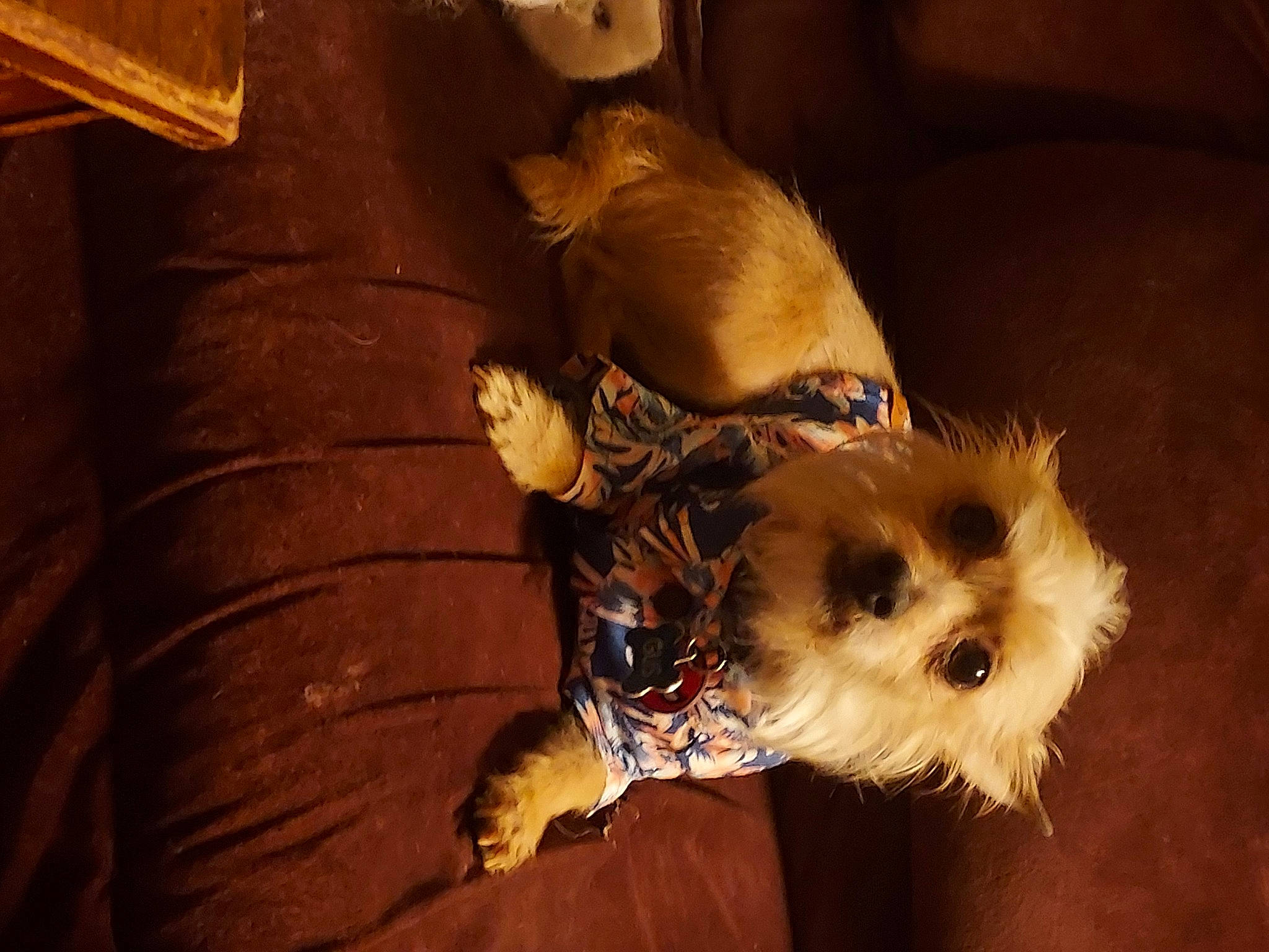 Gus joined the competition — help win amazing prizes! canidae, carnivore, comfort, companion_dog, couch, dog, dog_breed, dog_clothes, dog_supply, fawn, fur, paw, small_terrier, snout, sporting_group, terrier, toy_dog, whiskers, wood, working_animal