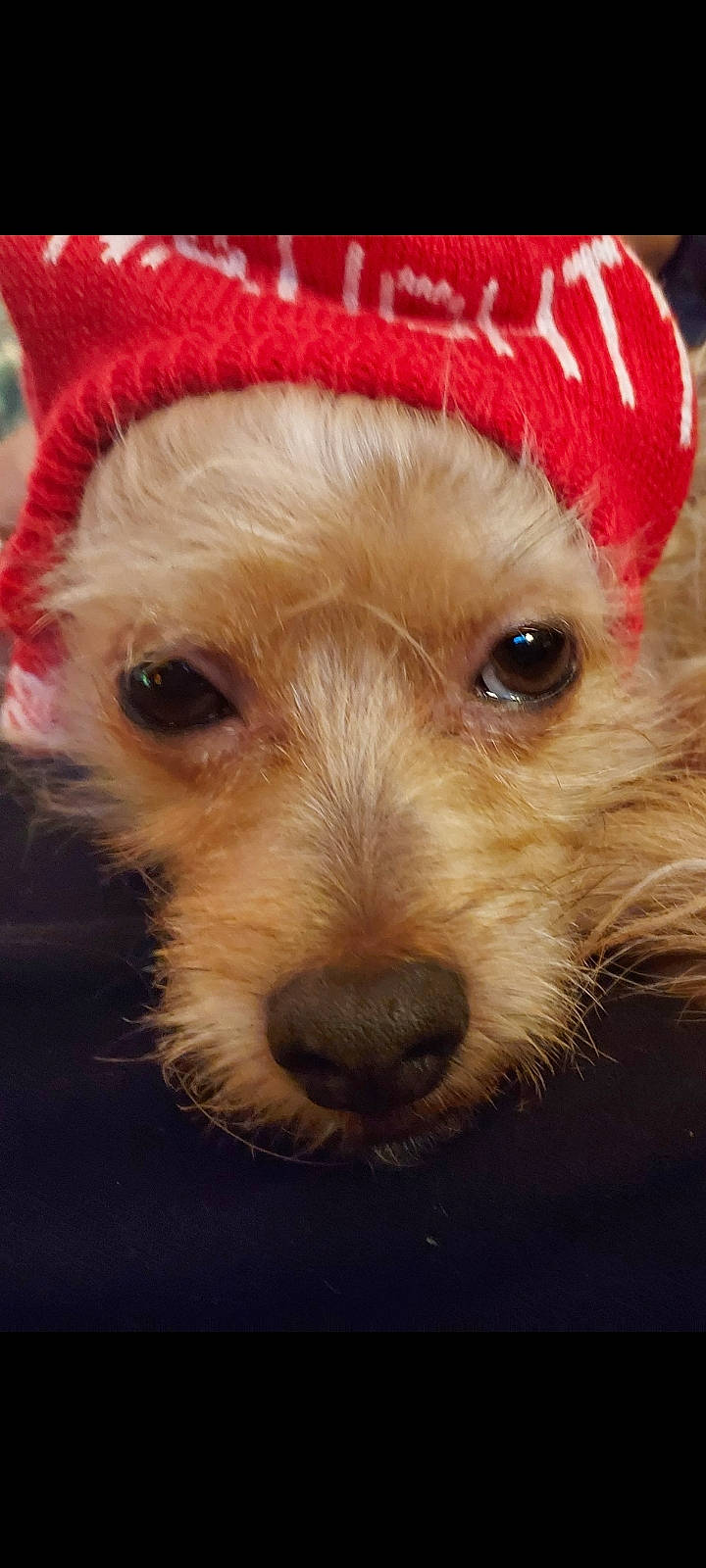Gus is registered to the contest to win money with this photo: canidae, carnivore, companion_dog, dog, dog_breed, dog_clothes, dog_supply, fawn, fur, fur_clothing, hat, puppy_love, small_terrier, snout, sporting_group, terrestrial_animal, terrier, toy_dog, whiskers, working_animal