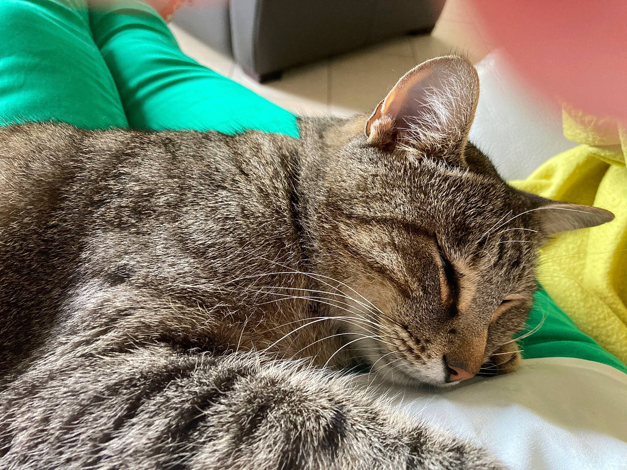 Grisouille participe au concours pour gagner de l'argent avec cette photo : carnivore, cat, comfort, couch, domestic_short_haired_cat, felidae, fur, grass, green, grey, linens, nap, small_to_medium_sized_cats, snout, whiskers