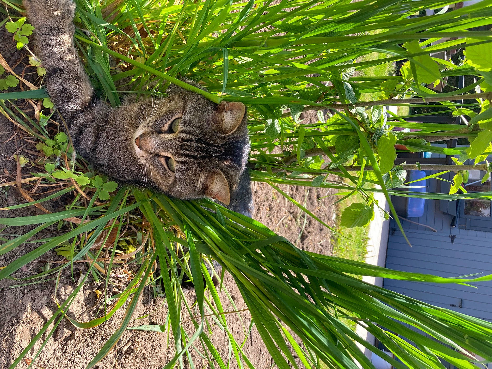 Grisouille participe au concours pour gagner de l'argent avec cette photo : arecales, branch, carnivore, cat, domestic_short_haired_cat, felidae, grass, grass_family, groundcover, plant, small_to_medium_sized_cats, snout, tail, terrestrial_animal, terrestrial_plant, tree, twig, whiskers, wood, woody_plant