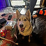 dog, husky, indoor, table, snacks, remote_control, person, socks, couch, floor, window, door, plant, carpet, furniture, happy, pet, smile, living_room, cord