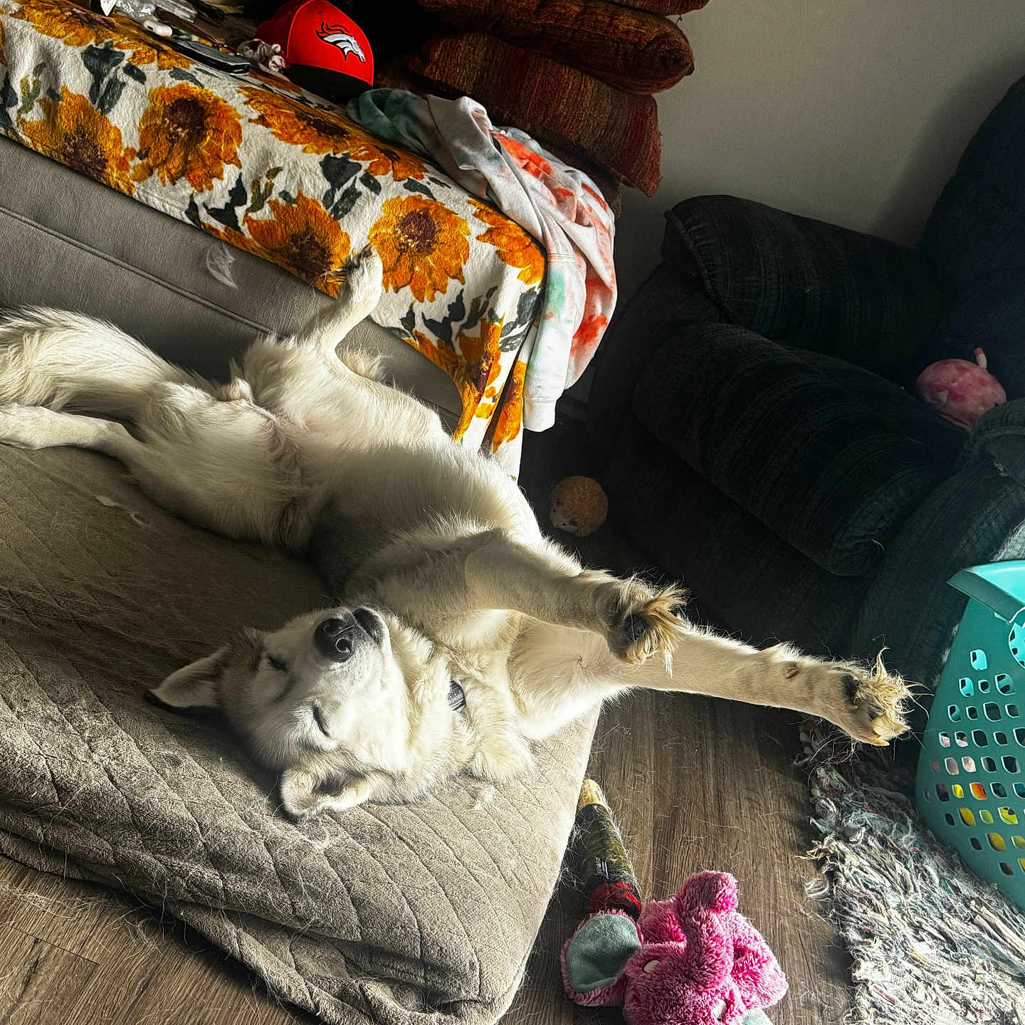 Veda is registered to the contest to win money with this photo: dog, white_dog, lying_down, stretching, mat, couch, sunflower_pattern, red_cap, laundry_basket, plush_toy, wooden_floor, rug, blanket, indoor, pet, relaxed, cozy, living_room, home, furniture