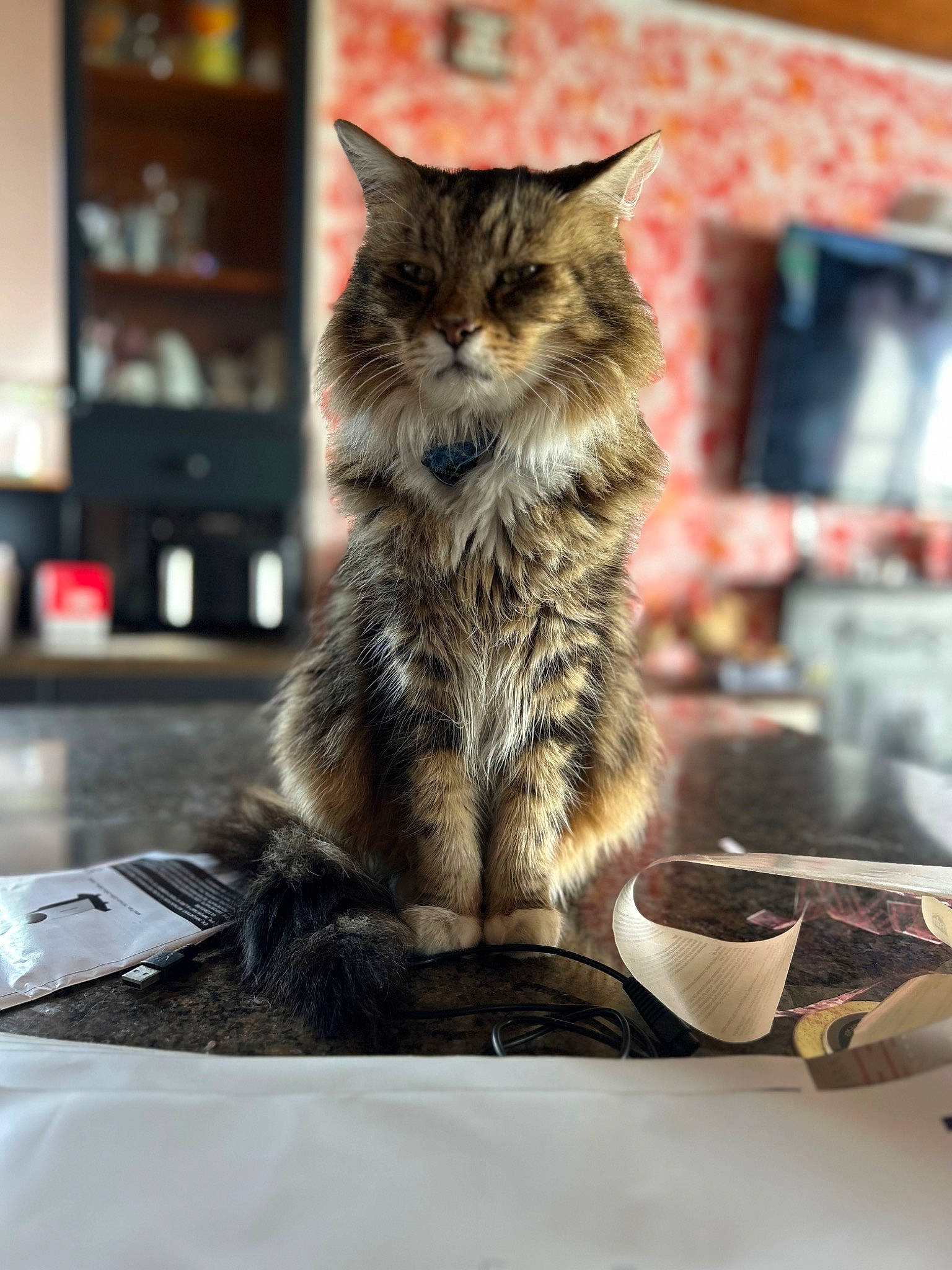 Fluffy is registered to the contest to win money with this photo: bookcase, carnivore, cat, coffee_cup, cup, domestic_short_haired_cat, drinkware, felidae, fur, maine_coon, plant, publication, serveware, sitting, small_to_medium_sized_cats, snout, table, tableware, tail, whiskers