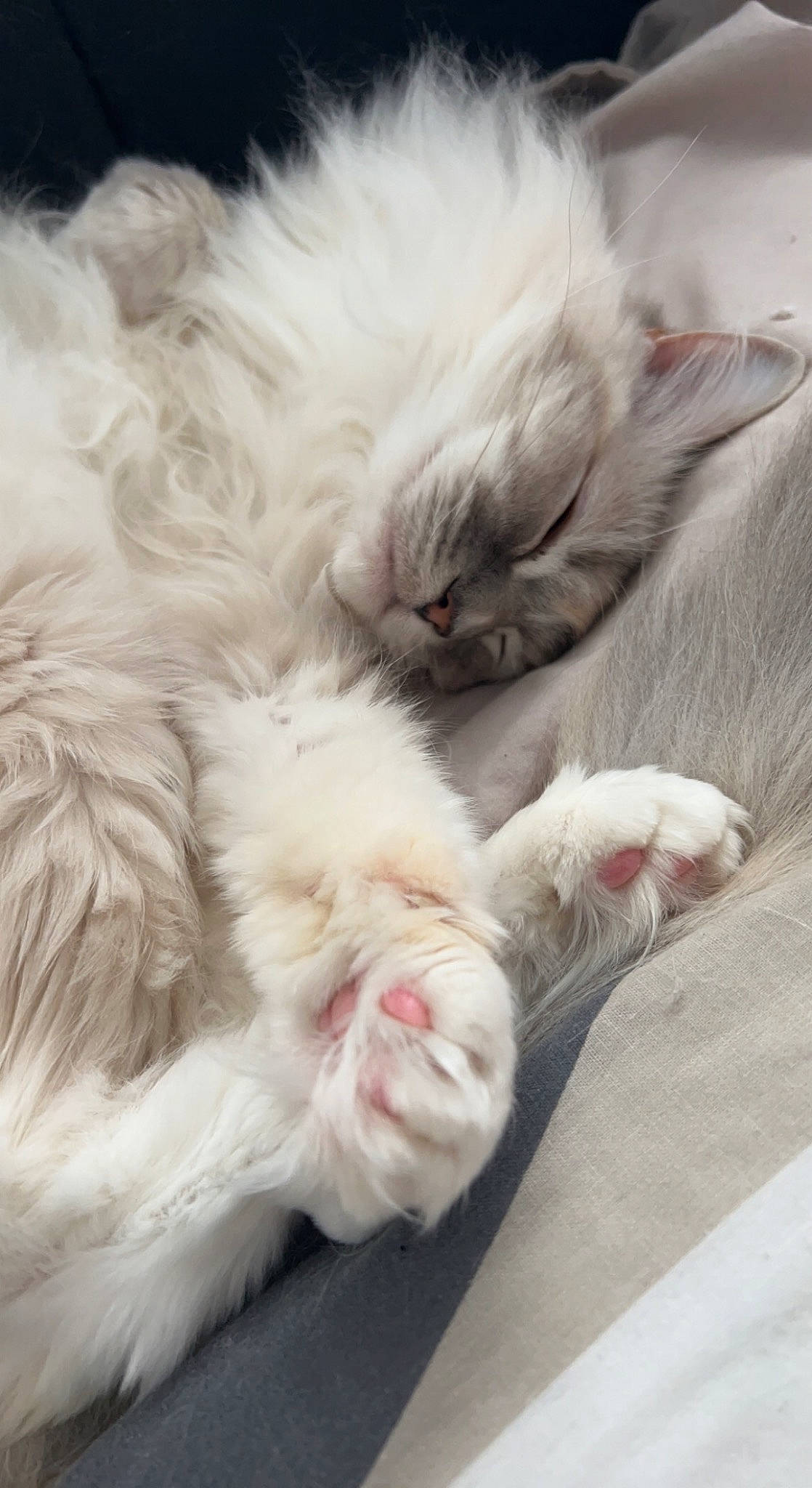 Tia joined the competition — help win amazing prizes! carnivore, cat, claw, comfort, fawn, felidae, foot, fur, nap, paw, ragdoll, small_to_medium_sized_cats, snout, tail, terrestrial_animal, whiskers, yawn