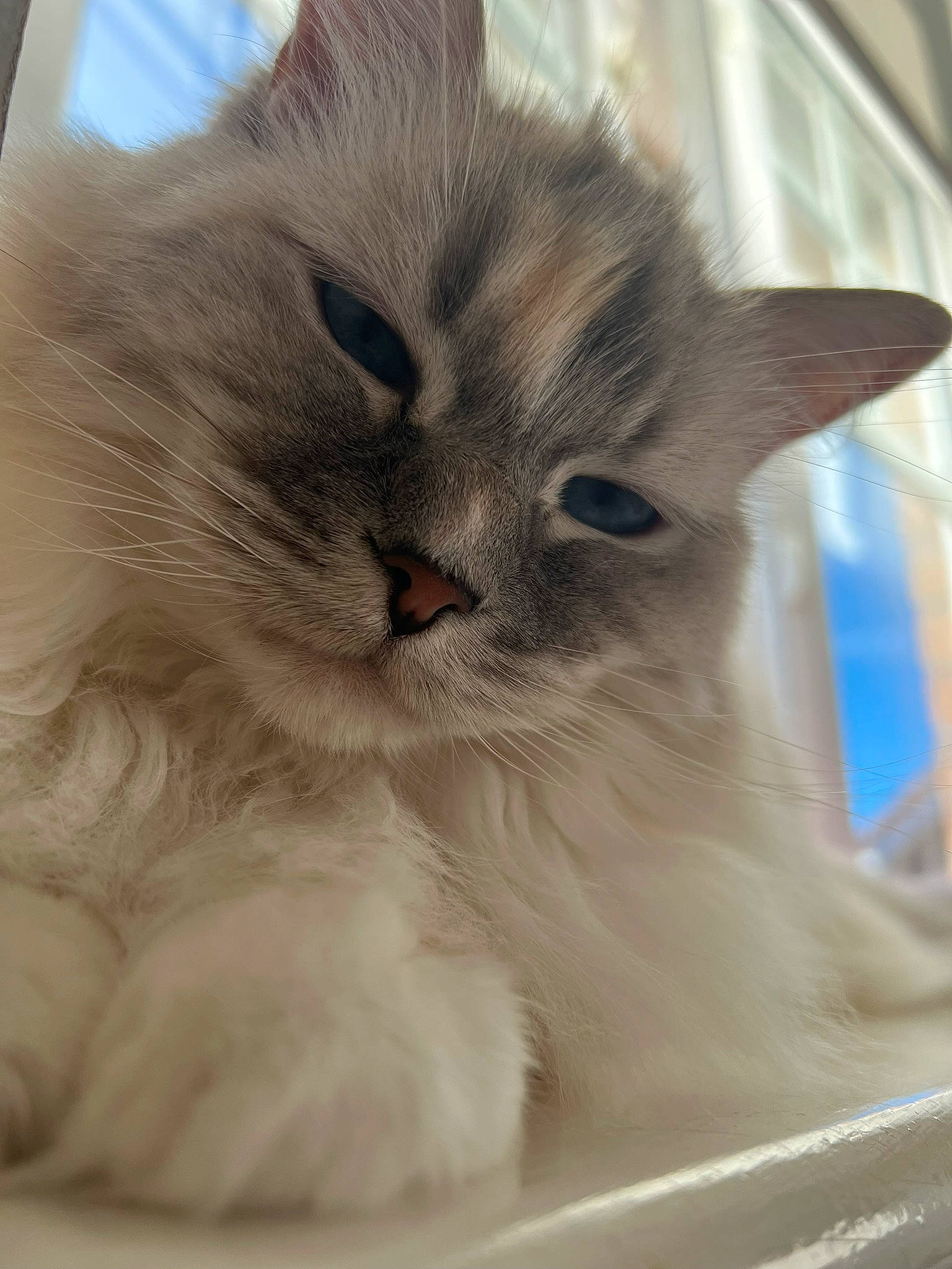 Tia joined the competition — help win amazing prizes! british_longhair, carnivore, cat, claw, comfort, domestic_short_haired_cat, fawn, felidae, fur, paw, ragdoll, small_to_medium_sized_cats, snout, whiskers