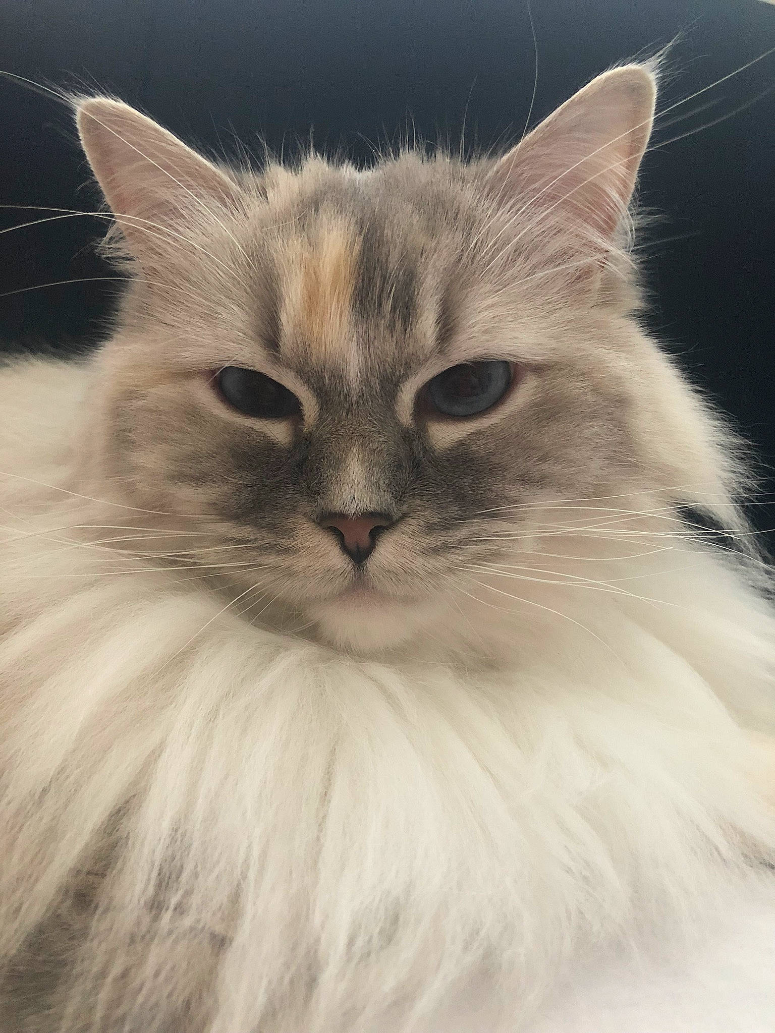 Tia is registered to the contest to win money with this photo: british_longhair, carnivore, cat, close_up, comfort, eye, felidae, fur, iris, persian, ragdoll, small_to_medium_sized_cats, snout, terrestrial_animal, vegetable, whiskers