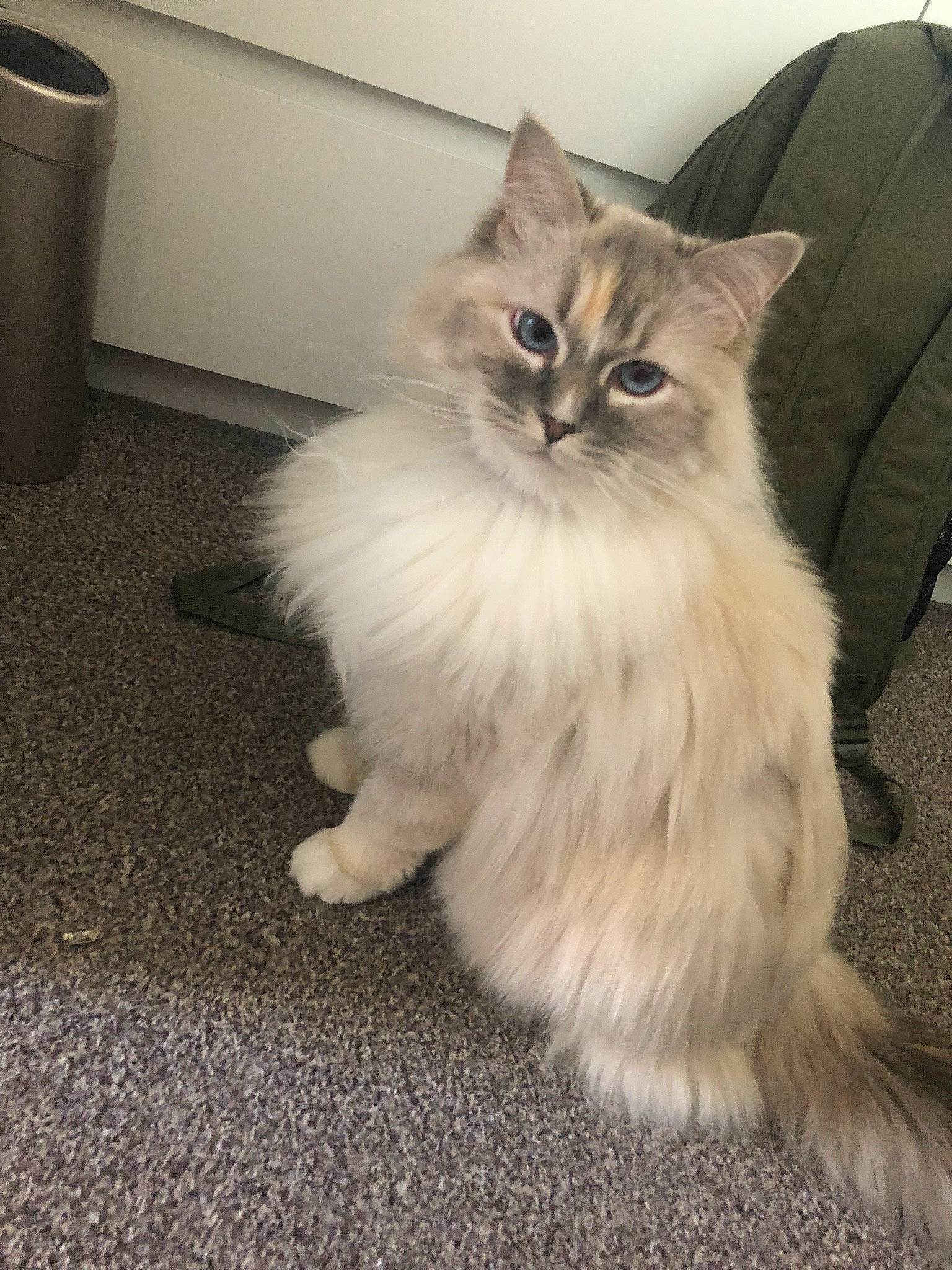 Tia is registered to the contest to win money with this photo: british_longhair, carnivore, cat, claw, fawn, felidae, flooring, fur, maine_coon, paw, persian, ragdoll, road_surface, sitting, small_to_medium_sized_cats, tail, terrestrial_animal, waste_container, waste_containment, whiskers