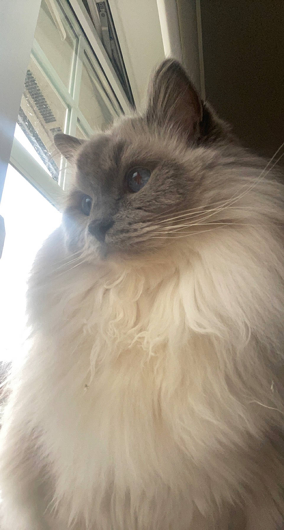 Kai is registered to the contest to win money with this photo: balinese, birman, carnivore, cat, eye, fawn, felidae, fur, hair, head, iris, ragdoll, siamese, small_to_medium_sized_cats, snout, tail, terrestrial_animal, whiskers