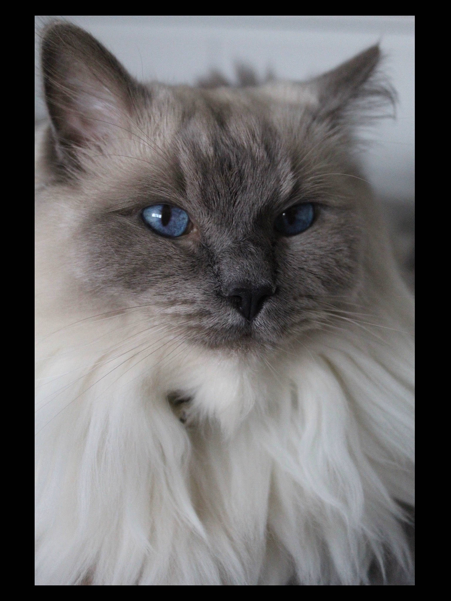 Kai joined the competition — help win amazing prizes! balinese, birman, british_longhair, carnivore, cat, electric_blue, eye, felidae, fur, head, nose, ragdoll, small_to_medium_sized_cats, snout, terrestrial_animal, whiskers, window