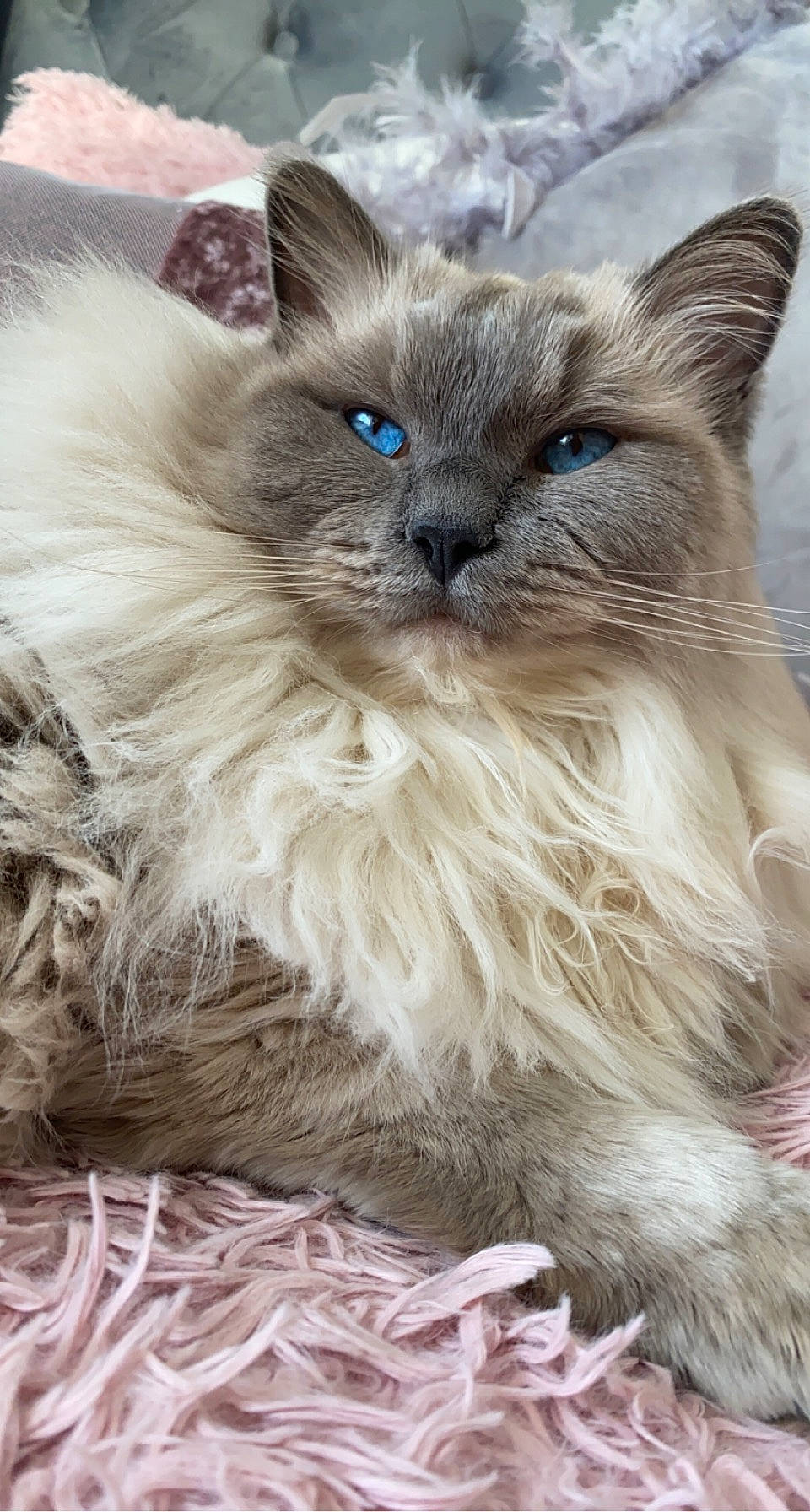 Kai is registered to the contest to win money with this photo: balinese, birman, carnivore, cat, cat_supply, claw, fawn, felidae, fur, ragdoll, siamese, sitting, small_to_medium_sized_cats, snout, tail, terrestrial_animal, thai, tonkinese, whiskers, wildlife