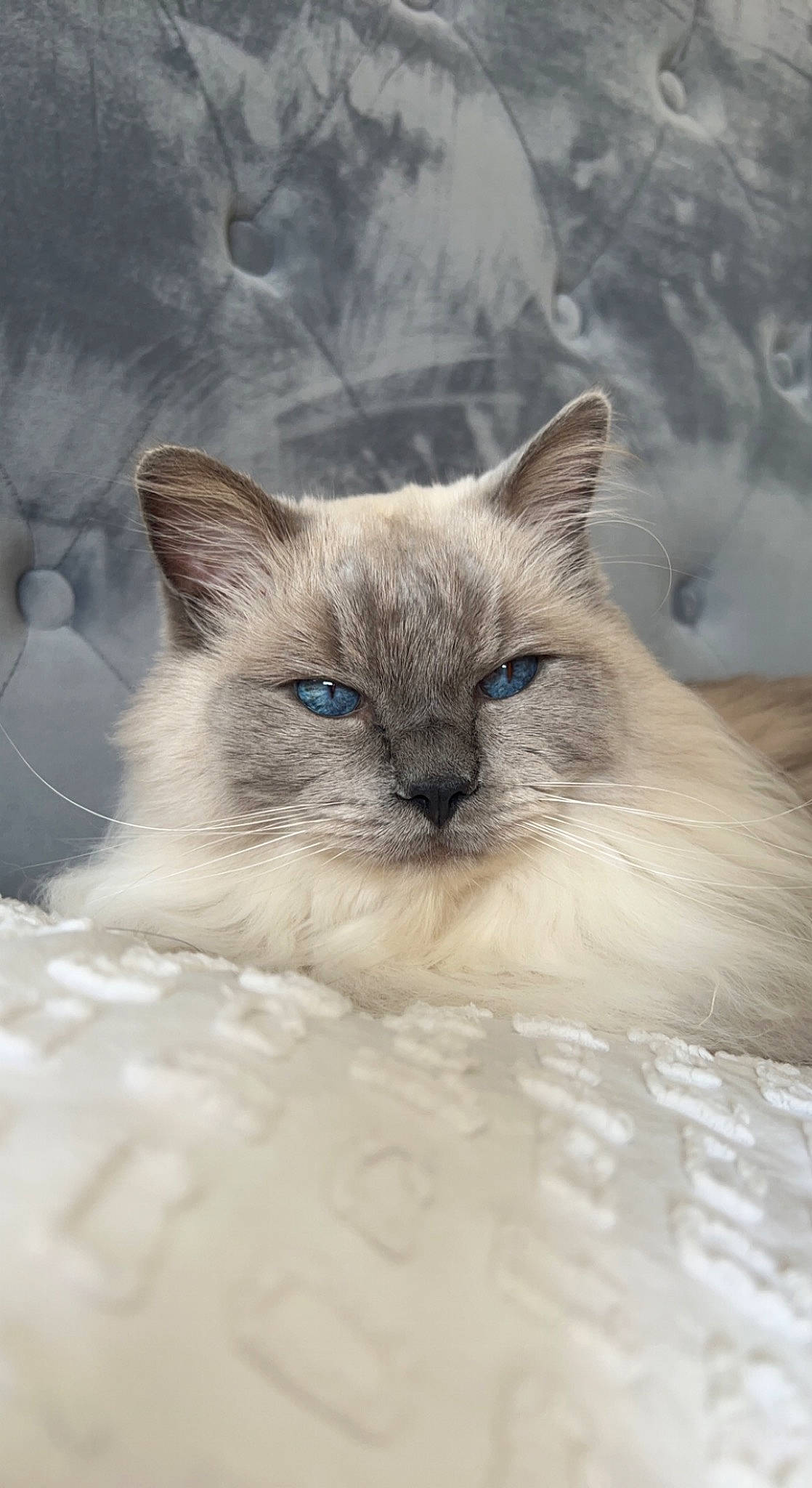 Kai is registered to the contest to win money with this photo: balinese, birman, carnivore, cat, claw, comfort, fawn, felidae, fur, ragdoll, siamese, small_to_medium_sized_cats, snout, terrestrial_animal, thai, whiskers