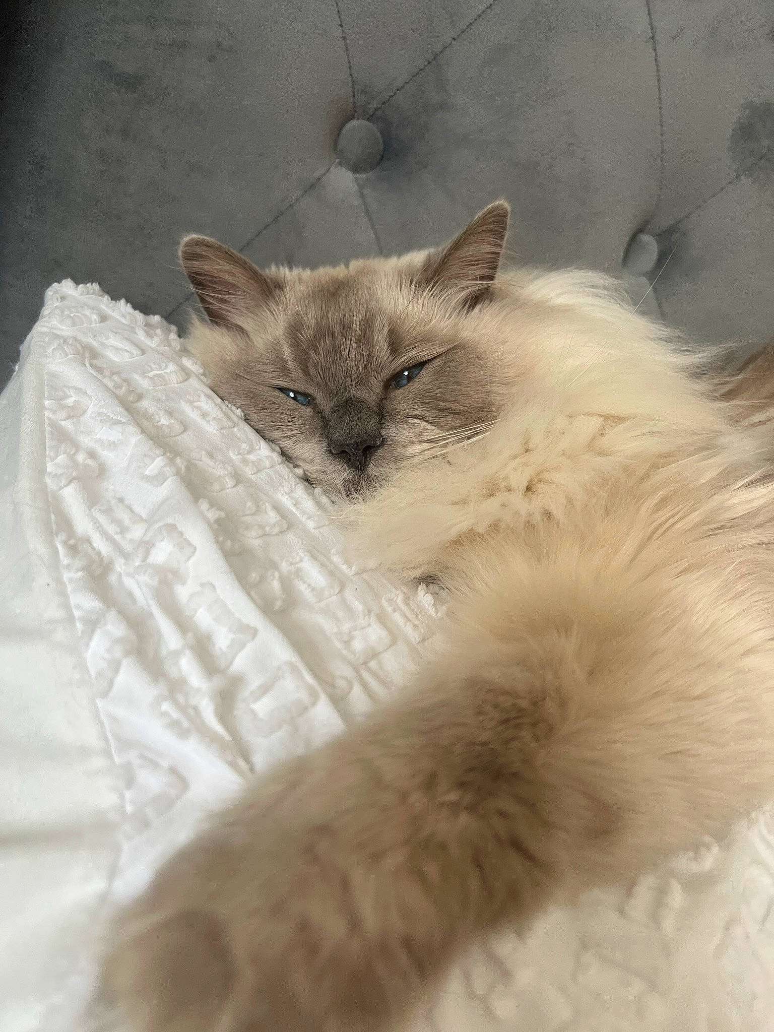 Kai is registered to the contest to win money with this photo: birman, carnivore, cat, claw, comfort, fawn, felidae, fur, laperm, paw, ragdoll, small_to_medium_sized_cats, snout, tail, terrestrial_animal, whiskers