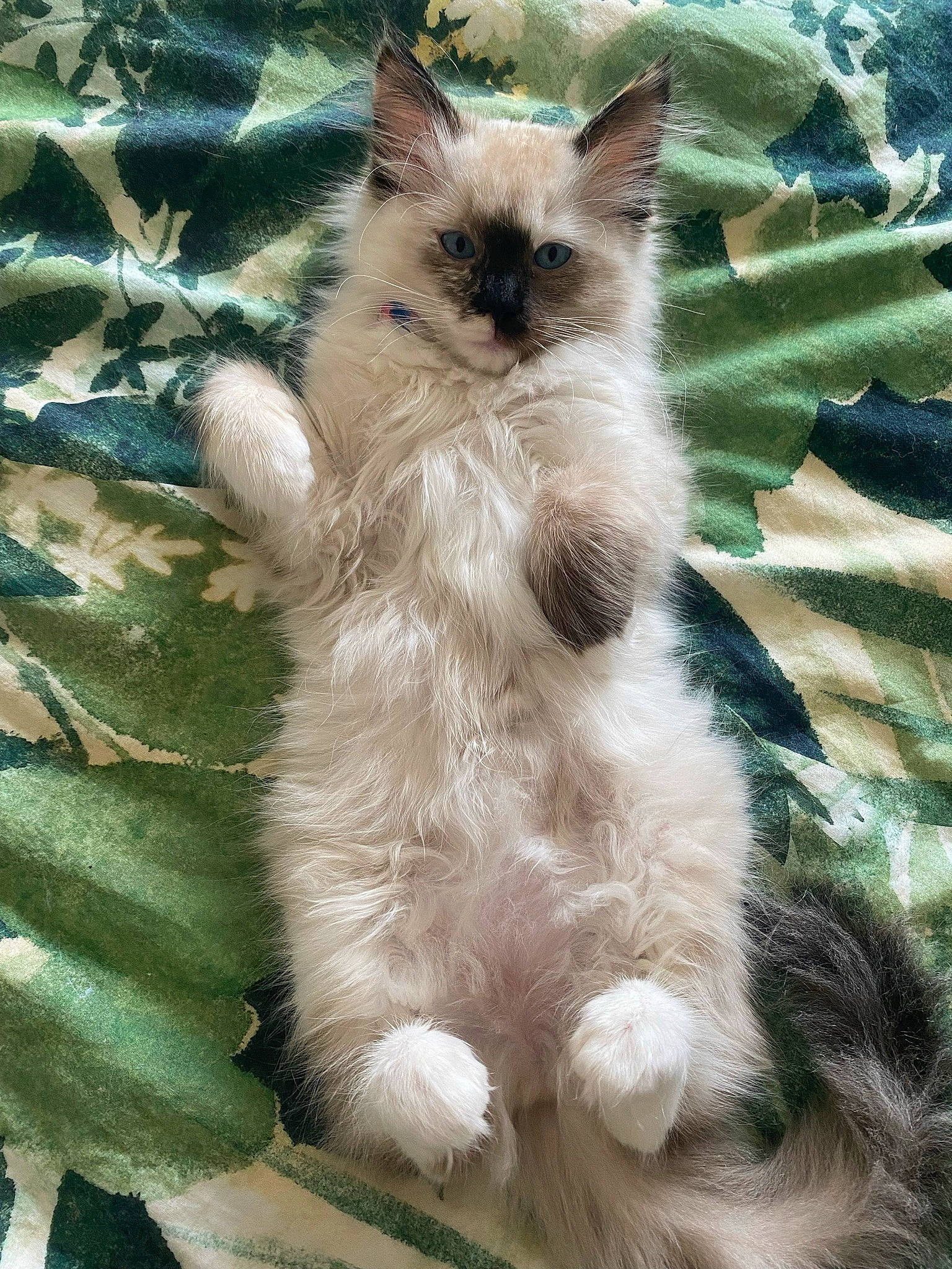 Millie is registered to the contest to win money with this photo: birman, carnivore, cat, claw, fawn, felidae, fur, grass, pattern, ragdoll, siamese, small_to_medium_sized_cats, snout, tail, terrestrial_animal, thai, whiskers