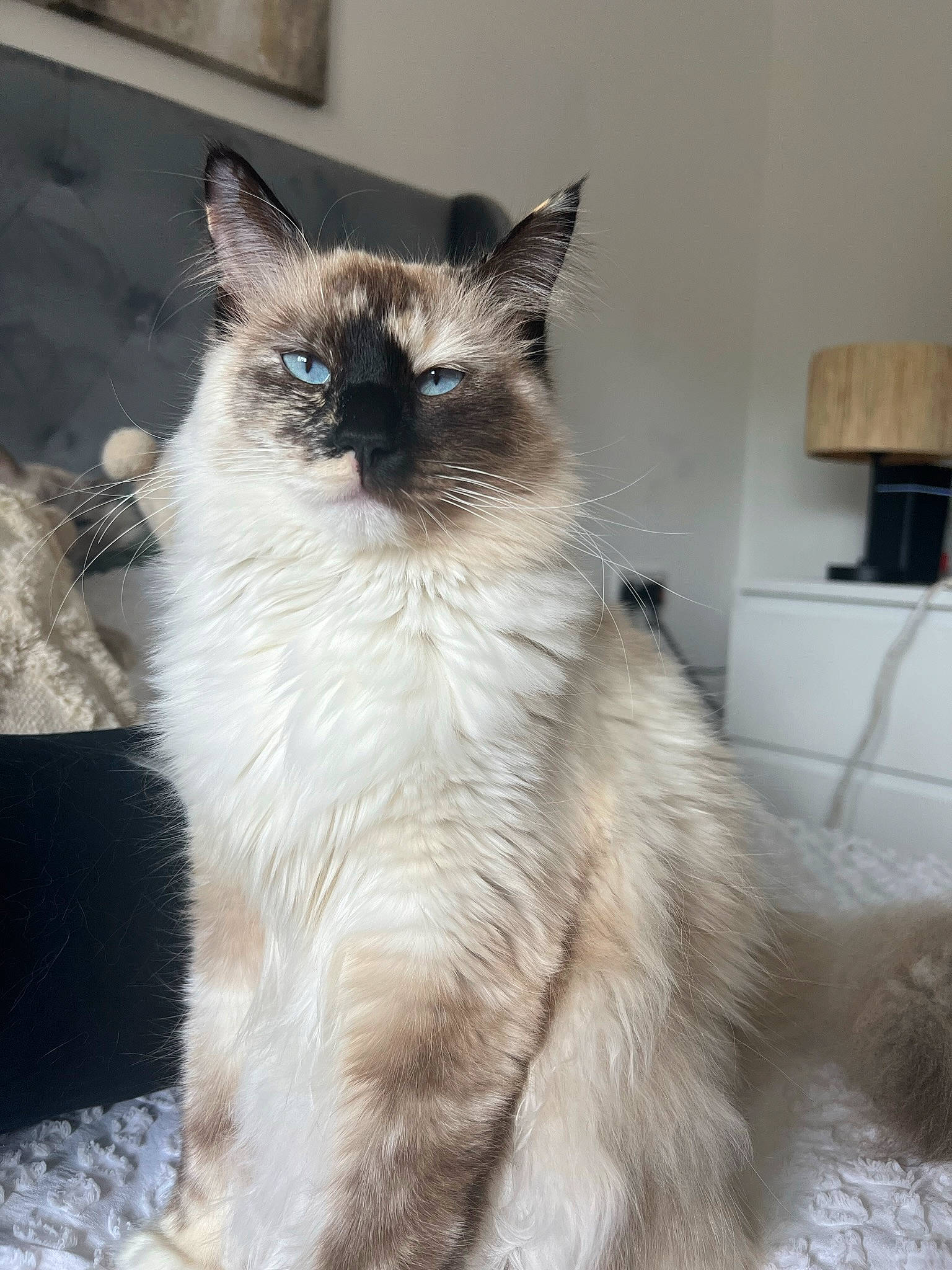 Millie joined the competition — help win amazing prizes! balinese, birman, carnivore, cat, door, fawn, felidae, fur, paper_towel, ragdoll, siamese, small_to_medium_sized_cats, snout, tail, terrestrial_animal, thai, wall_plate, wall_socket, whiskers, window