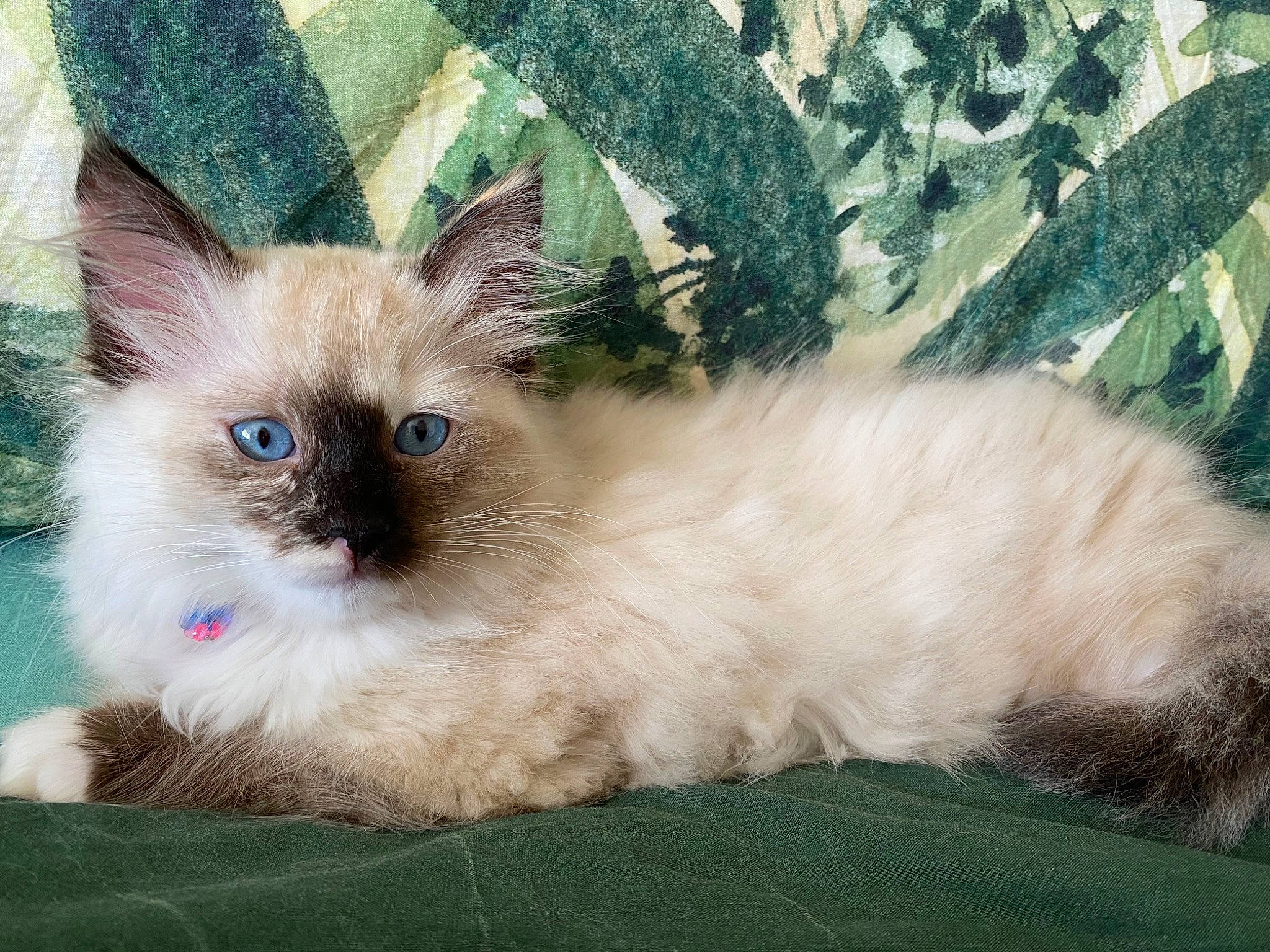 Millie joined the competition — help win amazing prizes! balinese, birman, carnivore, cat, curious, fawn, felidae, fur, grass, iris, paw, plant, ragdoll, siamese, small_to_medium_sized_cats, snout, terrestrial_animal, thai, tonkinese, whiskers