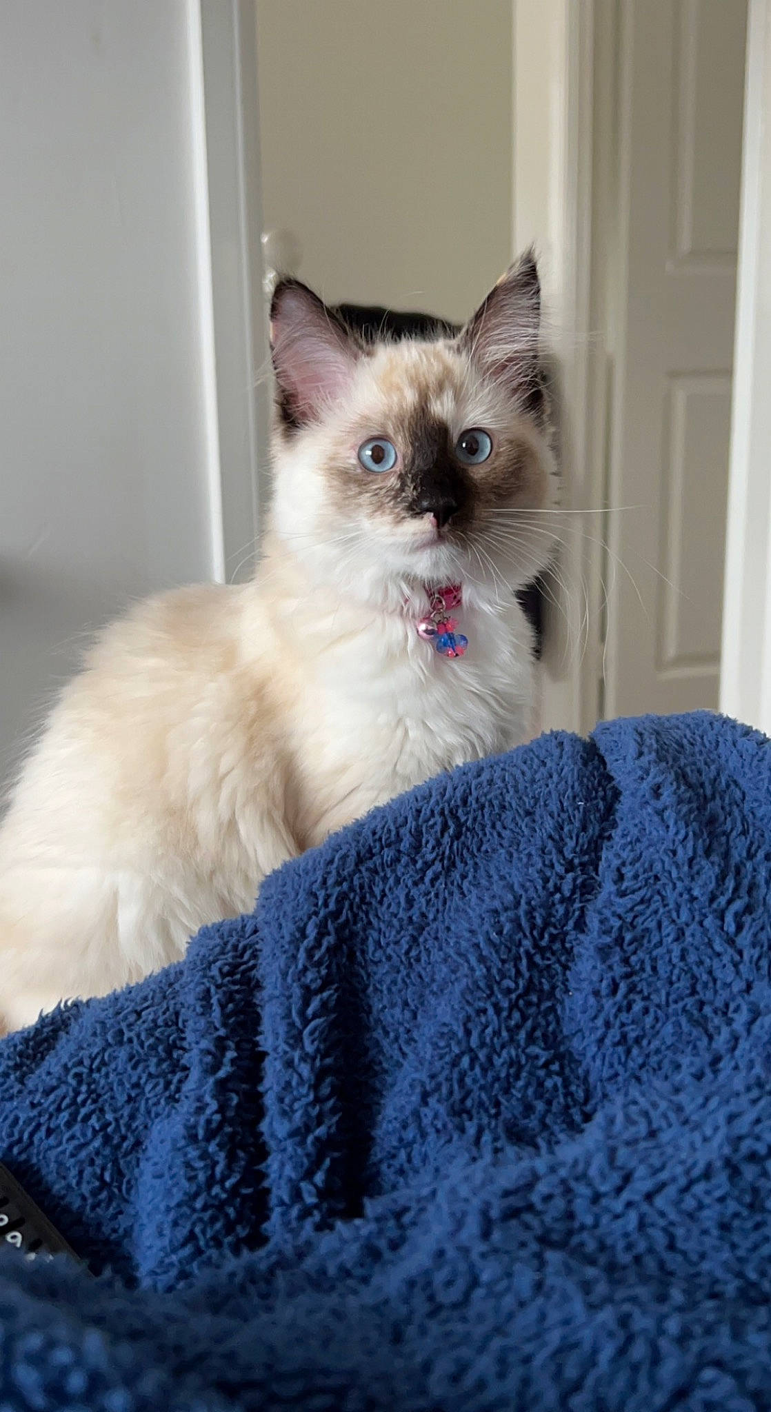 Millie is registered to the contest to win money with this photo: balinese, birman, carnivore, cat, claw, comfort, door, fawn, felidae, fur, iris, ragdoll, siamese, sitting, small_to_medium_sized_cats, snout, tail, thai, tonkinese, whiskers