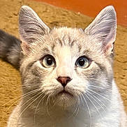 Pearl is registered to the contest to win money with this photo: animal, background, blue_eyes, carpet, cat, close_up, curious, ears, feline, fluffy, indoor, looking_up, mammal, nose, pet, portrait, soft_light, texture, whiskers, young_cat