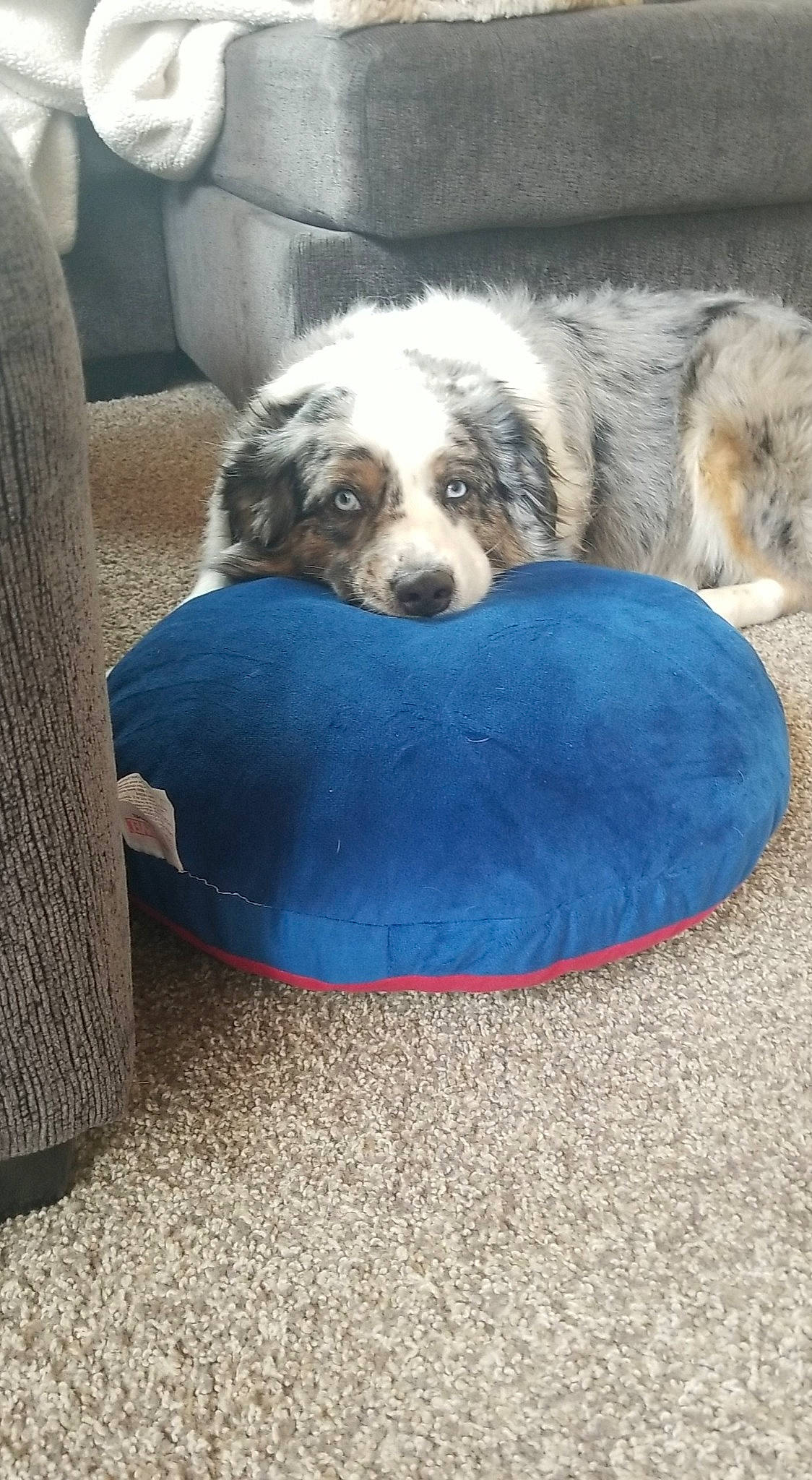 Gunnar joined the competition — help win amazing prizes! canidae, carnivore, comfort, companion_dog, couch, dog, dog_bed, dog_breed, dog_supply, electric_blue, flooring, fur, non_sporting_group, pet_supply, sporting_group, terrestrial_animal, toy_dog, working_animal, working_dog