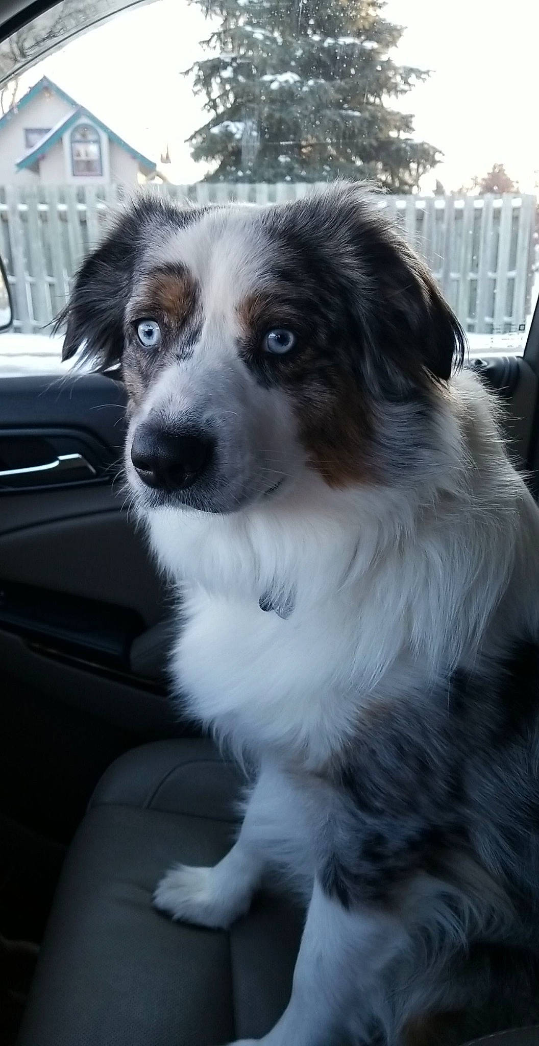 Gunnar joined the competition — help win amazing prizes! australian_shepherd, building, car, carnivore, companion_dog, dog, dog_breed, fur, gun_dog, light, motor_vehicle, plant, sky, snout, sporting_group, tree, vehicle, whiskers, window, windshield