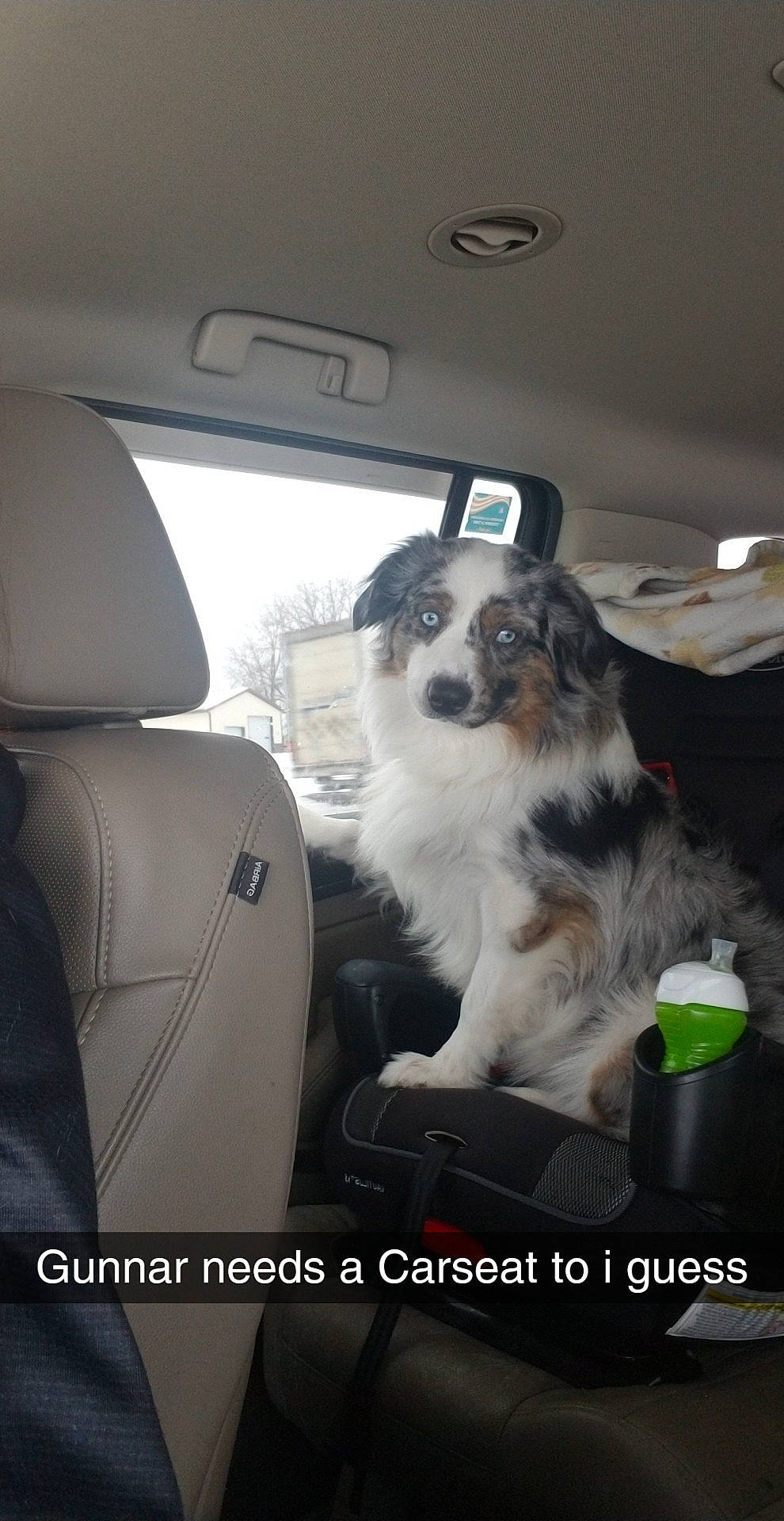 Gunnar joined the competition — help win amazing prizes! auto_part, automotive_design, automotive_exterior, automotive_mirror, car, car_seat, car_seat_cover, carnivore, companion_dog, dog, dog_breed, fixture, head_restraint, motor_vehicle, personal_luxury_car, sky, tints_and_shades, vehicle, vehicle_door, window