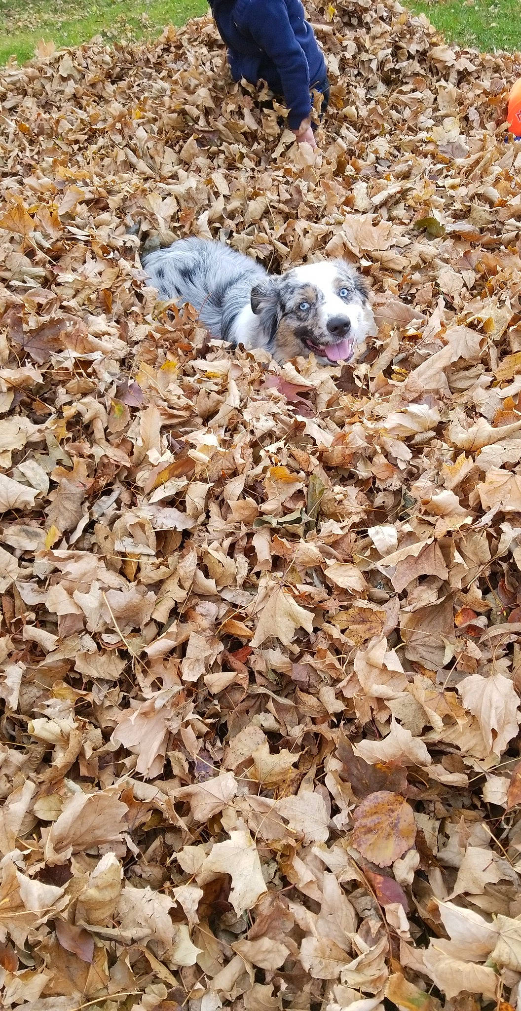 Gunnar joined the competition — help win amazing prizes! autumn, carnivore, deciduous, dog, dog_breed, fawn, fur, grass, mixture, pebble, rock, soil, sporting_group, tail, terrestrial_animal, wildlife, wood