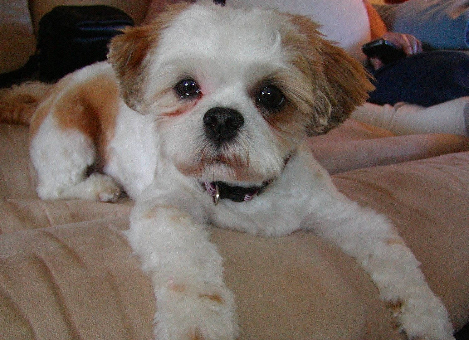 Jake is registered to the contest to win money with this photo: canidae, carnivore, comfort, companion_dog, dog, dog_breed, fawn, fur, liver, mal_shi, maltepoo, poodle_crossbreed, shih_poo, shih_tzu, small_terrier, snout, sporting_group, terrier, toy_dog, working_animal