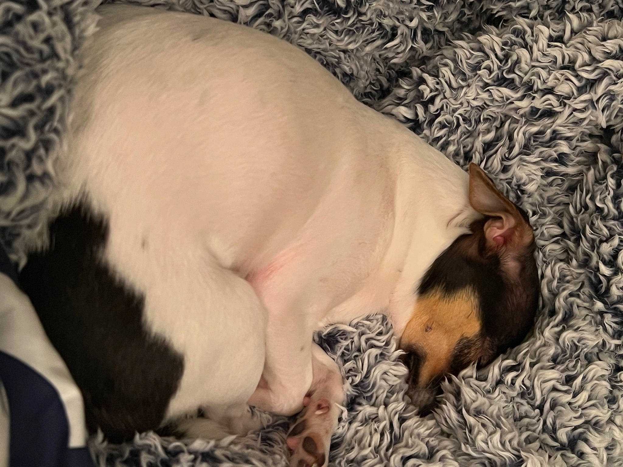 Nikki joined the competition — help win amazing prizes! carnivore, comfort, companion_dog, dog, dog_breed, fawn, foot, fur, non_sporting_group, paw, snout, sporting_group, tail, terrestrial_animal, whiskers, wildlife, working_animal