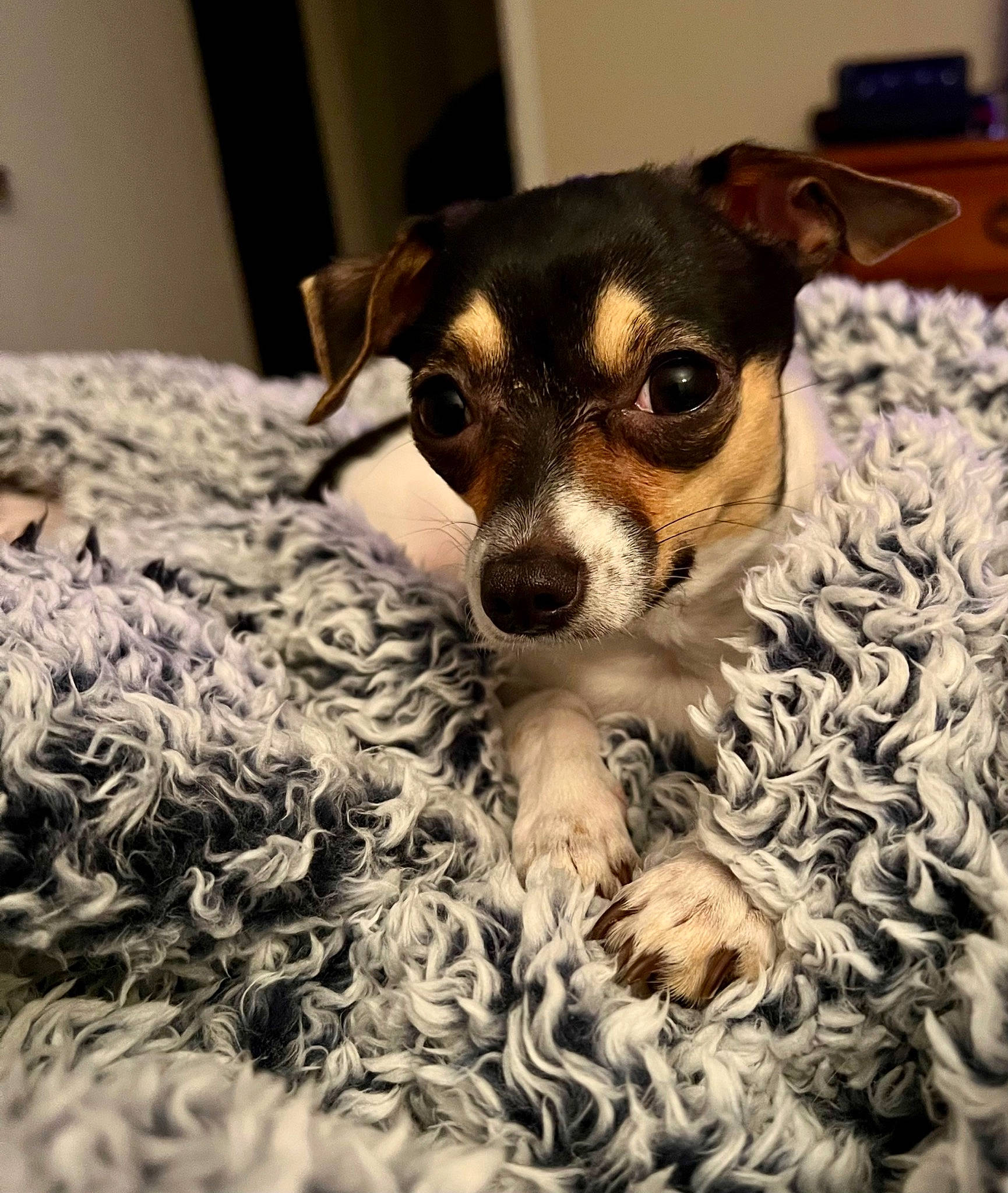 Nikki is registered to the contest to win money with this photo: canidae, carnivore, chihuahua, chilean_fox_terrier, comfort, companion_dog, corgi_chihuahua, dog, dog_breed, drinkware, fawn, fur, paw, puppy_love, russkiy_toy, snout, terrier, toy_dog, whiskers, working_animal