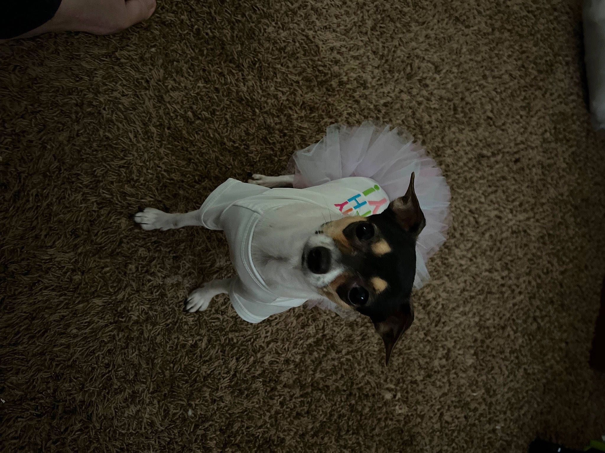 Nikki joined the competition — help win amazing prizes! canidae, carnivore, companion_dog, dog_breed, dog_supply, fashion_accessory, fawn, felidae, flooring, fur, grey, non_sporting_group, paw, pet_supply, plastic, small_to_medium_sized_cats, tail, toy_dog, whiskers, working_animal