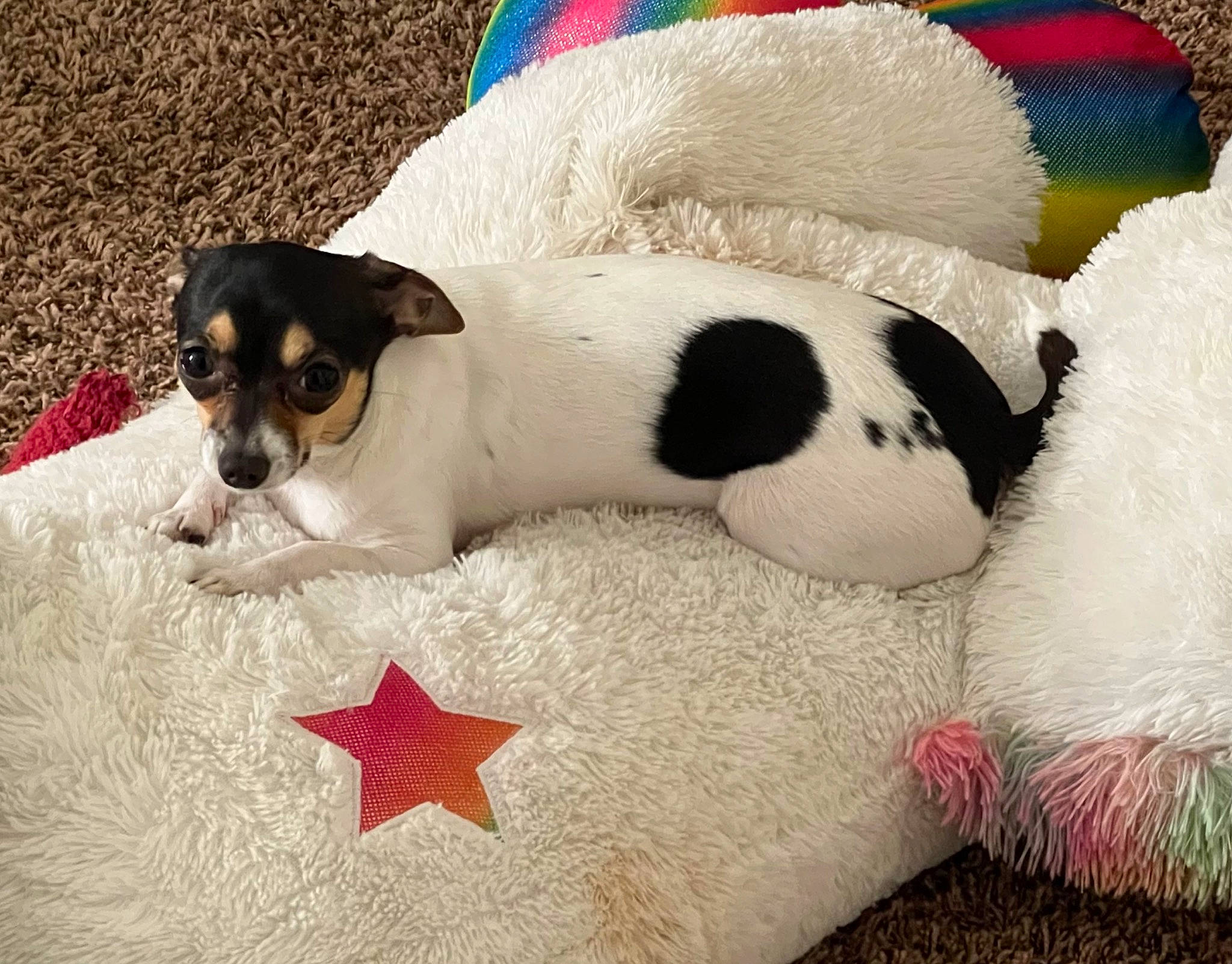 Nikki joined the competition — help win amazing prizes! carnivore, chilean_fox_terrier, comfort, companion_dog, dog, dog_breed, dog_supply, fawn, irishjacks, linens, paw, small_terrier, snout, sporting_group, stuffed_toy, terrestrial_animal, terrier, toy, toy_dog, working_animal