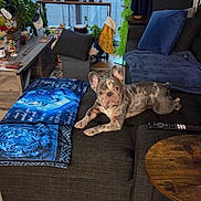 Luna joined the competition — help win amazing prizes! dog, french_bulldog, couch, blanket, remote_control, living_room, plant, buddha_statue, stocking, curtains, table, cushion, wood_floor, decor, holiday_decor, window, sofa, pet, indoor, furniture