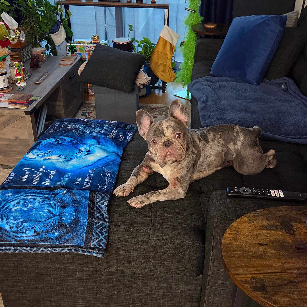 Luna joined the competition — help win amazing prizes! blanket, buddha_statue, couch, curtains, cushion, decor, dog, french_bulldog, furniture, holiday_decor, indoor, living_room, pet, plant, remote_control, sofa, stocking, table, window, wood_floor